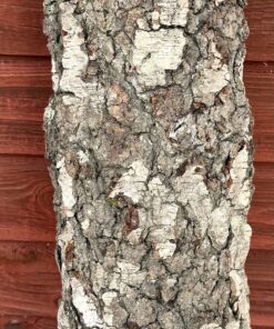 Alternative view of Halvstock masurbjörk 630x130x50 mm